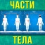 "Части тела"